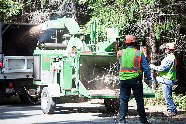 How Our Tree Care Process Works  in  Potomac Mills, VA