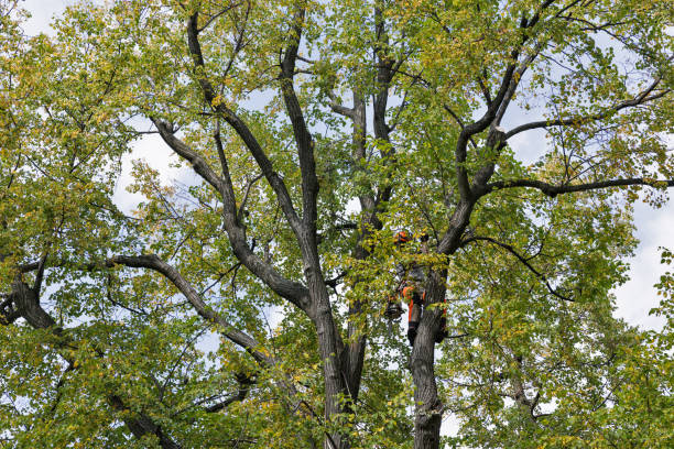 Reliable Potomac Mills, VA Tree Services Solutions